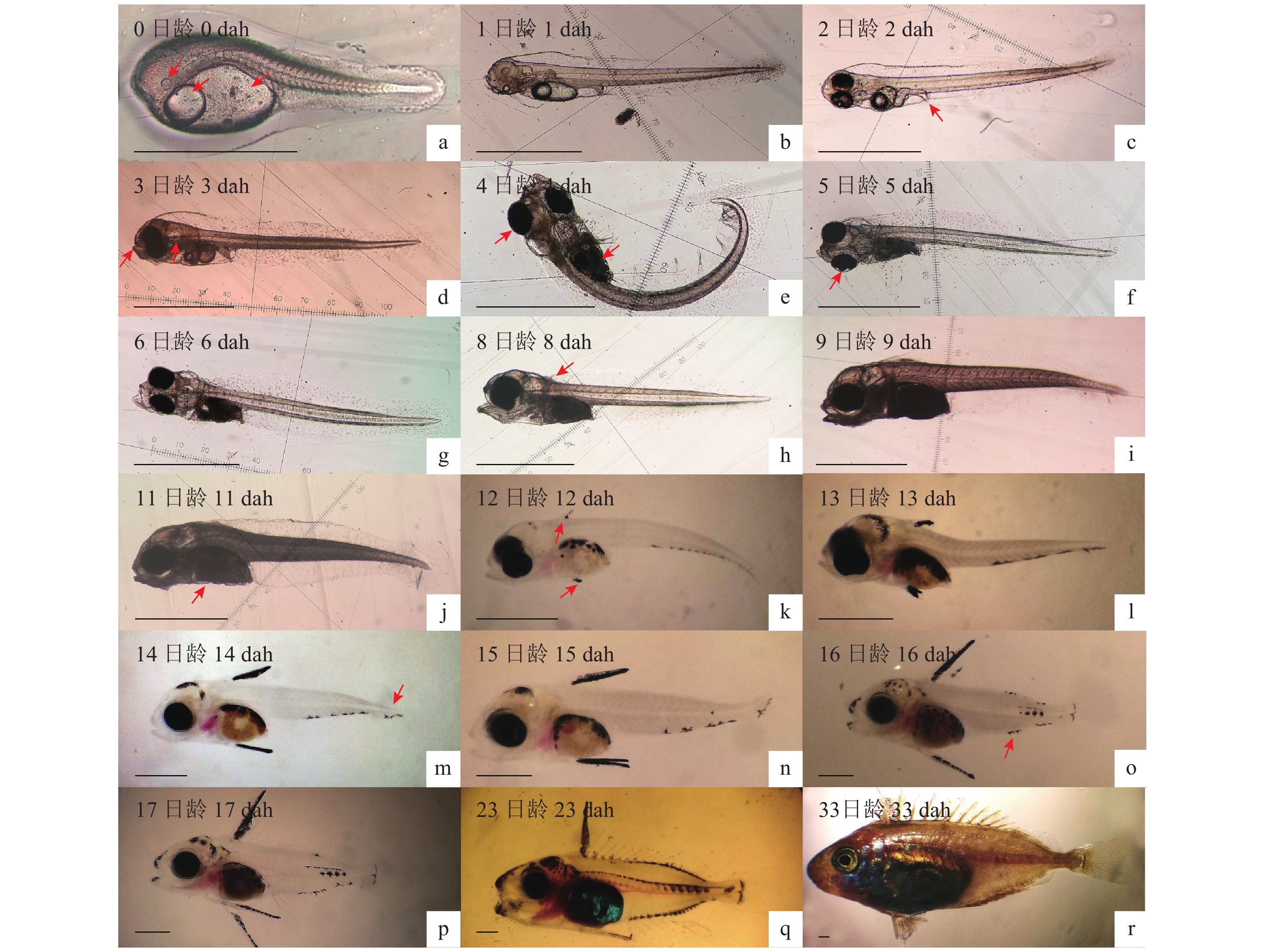鱼的生长过程顺序图片