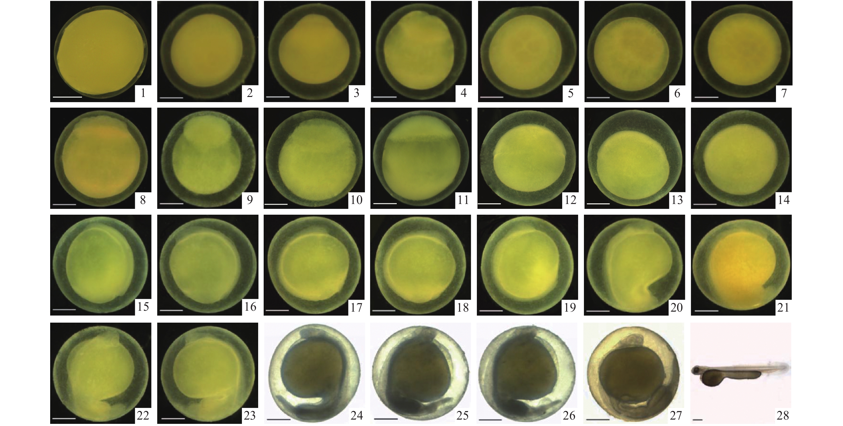 短须裂腹鱼与鲈鲤杂交f1代胚胎及仔稚鱼发育观察[j].