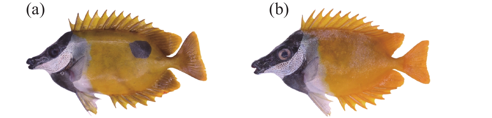 单斑篮子鱼 (全长162 mm) (a) 和狐篮子鱼