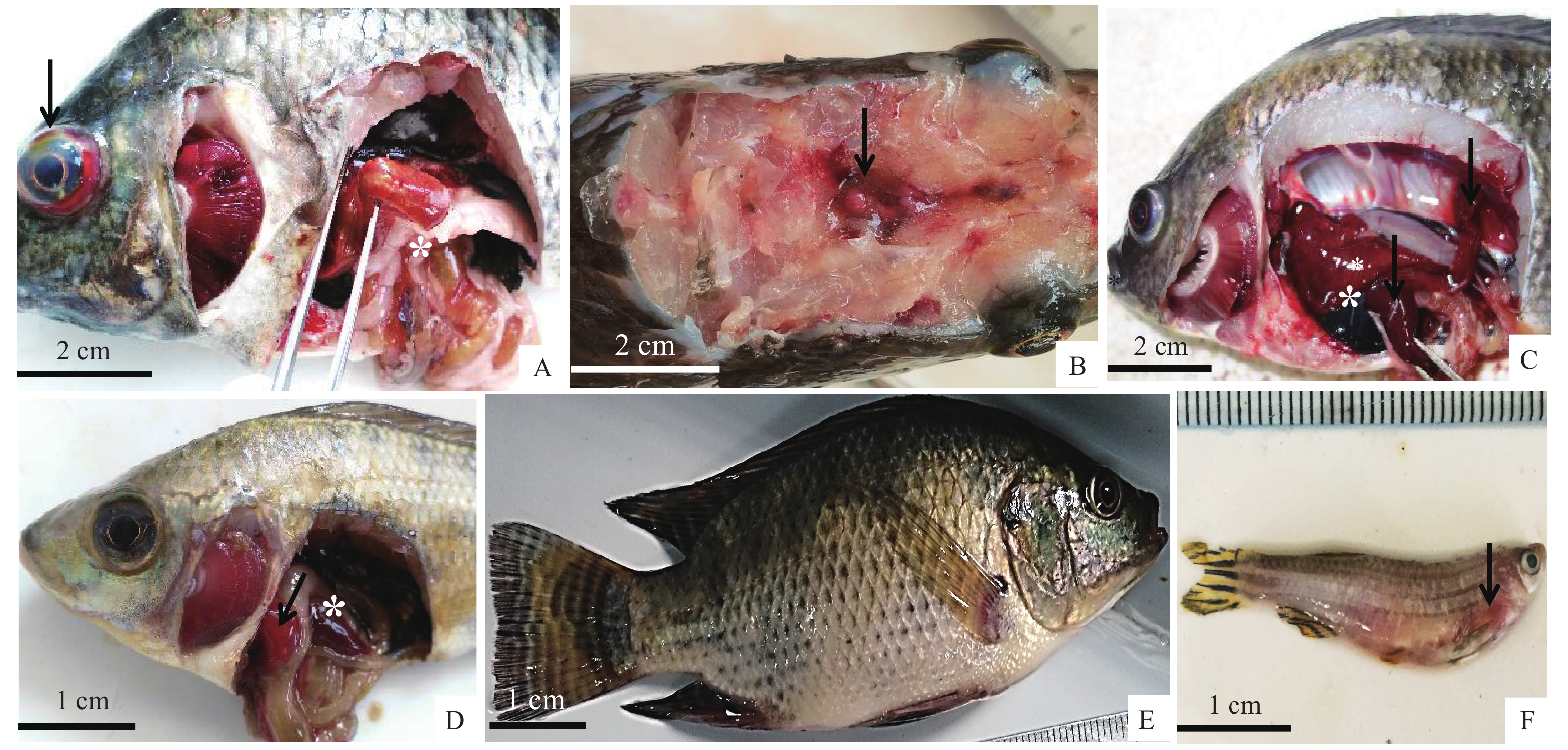 自然感染无乳链球菌罗非鱼的比较病理学及毒力基因谱分析[j].