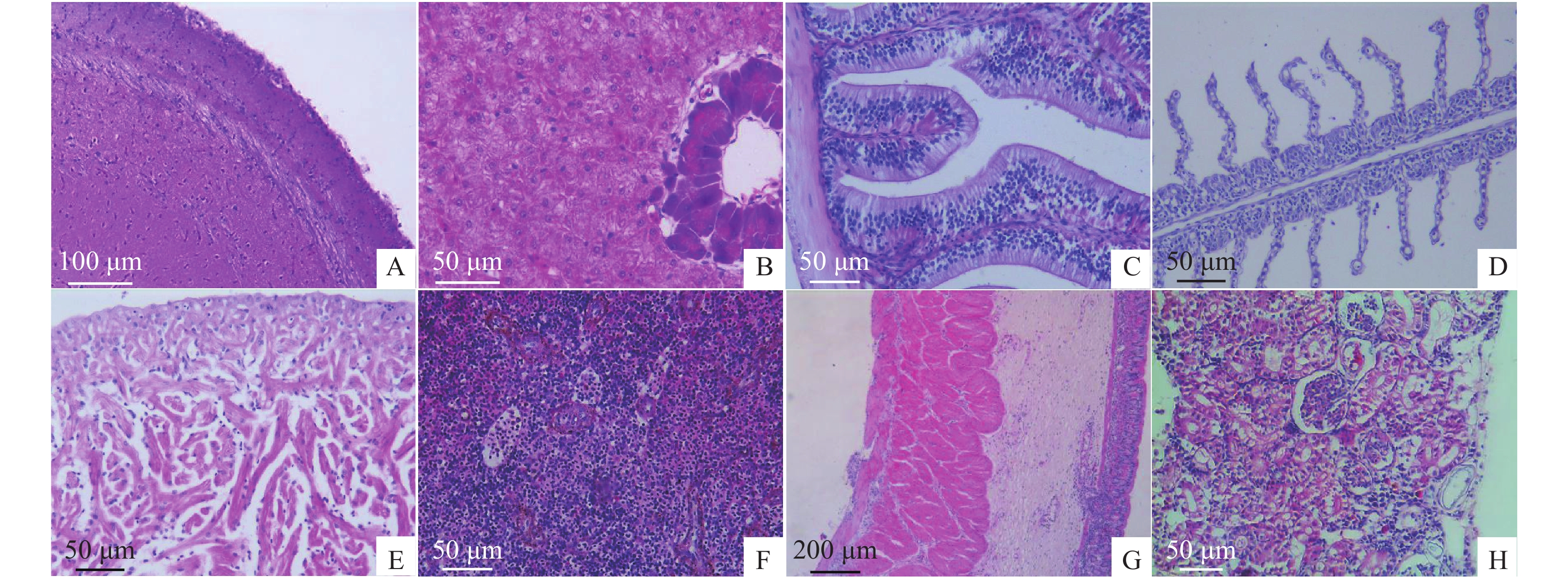 肝脏,肝细胞轻微肿胀;c. 肠道;d. 鳃;e. 心脏;f. 脾脏,脾血窦充血;g.
