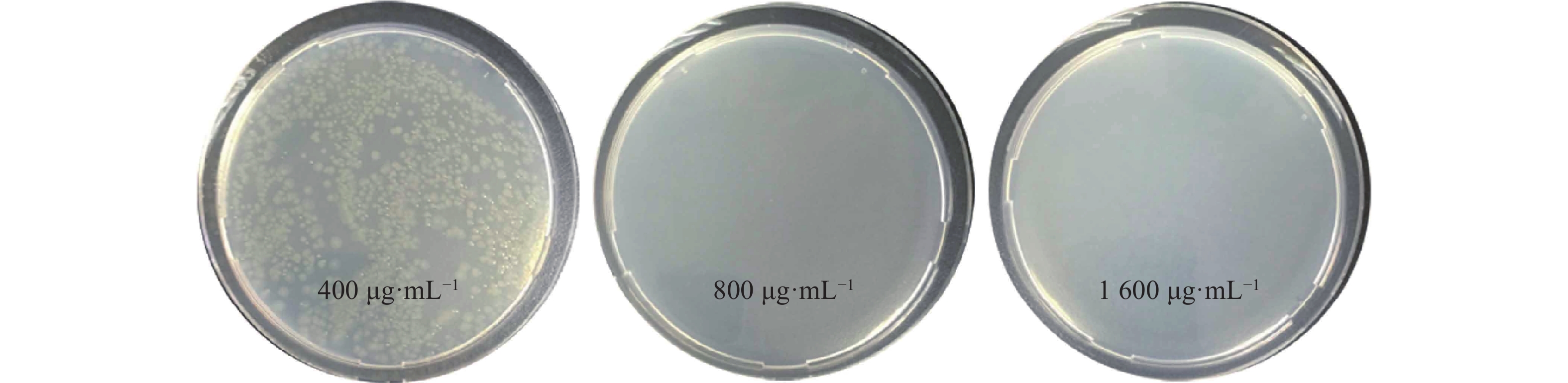 麻醉剂丁香酚对鳗弧菌抑菌效果初步研究