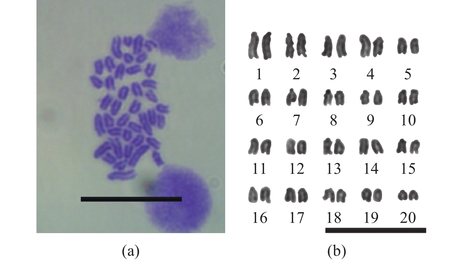 李凤辉, 刘琨, 王鹏飞, 边力, 陈四清, 常青, 葛建龙, 周丽青.