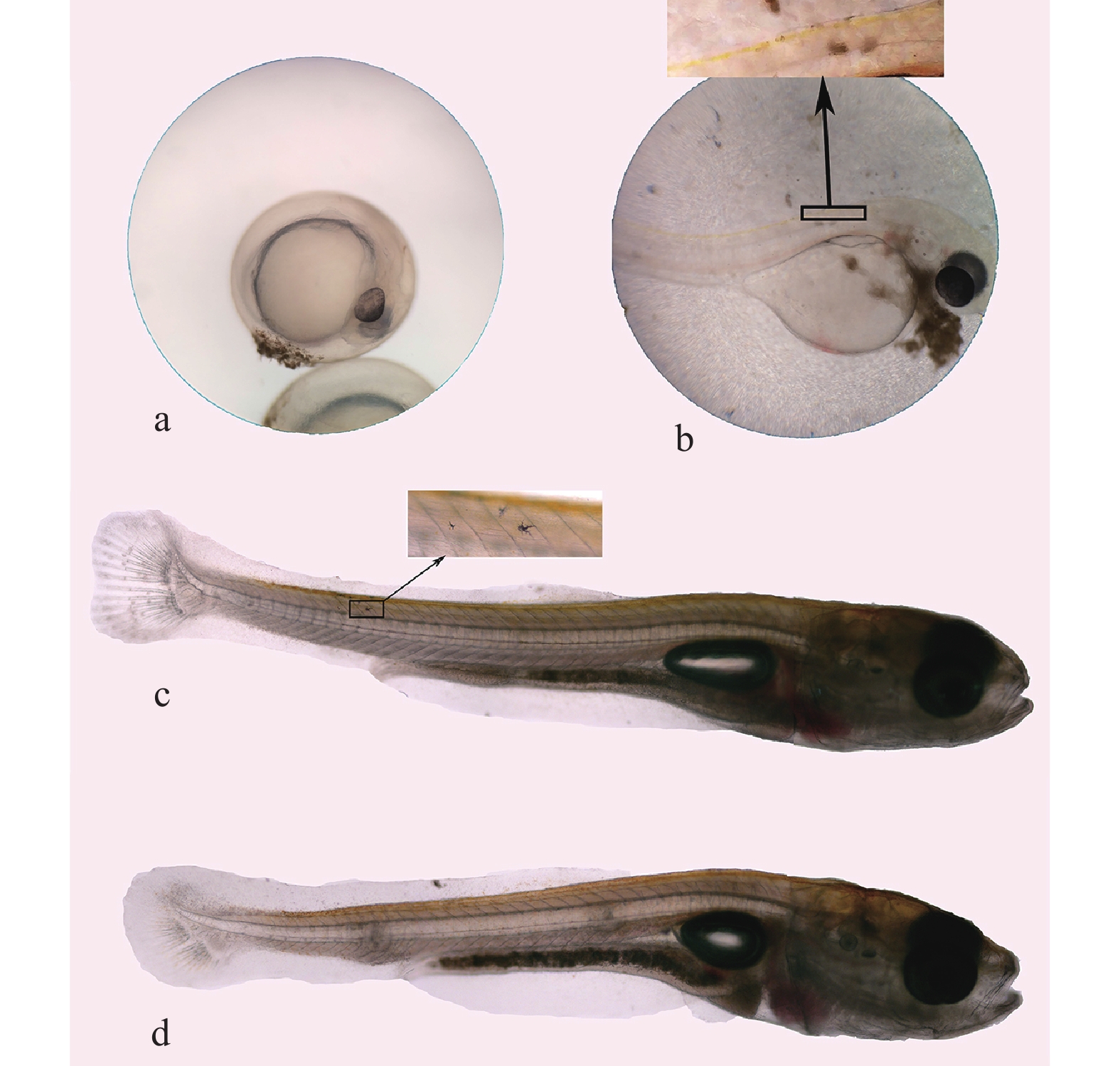 r(~槧欓憝閆电^ -婙┹侀辿kz"