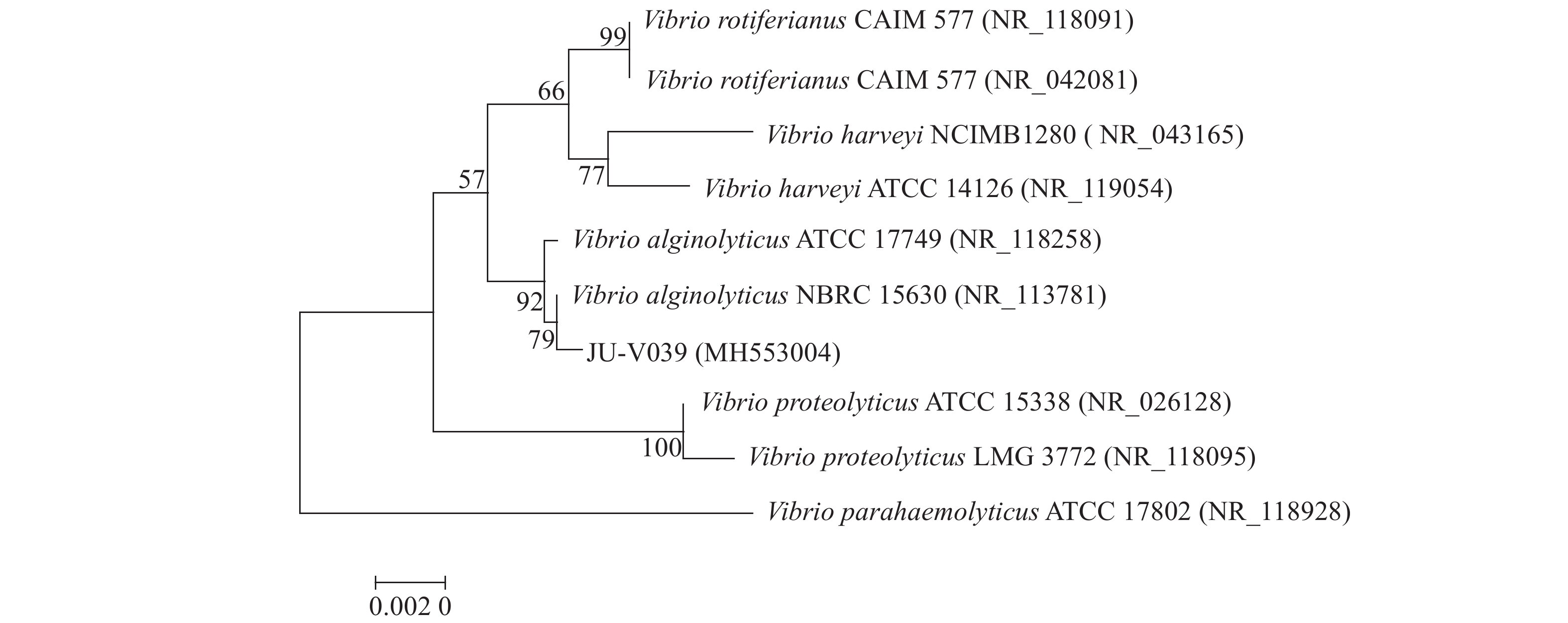 图                     以分离菌株ju-v039 16s rrna