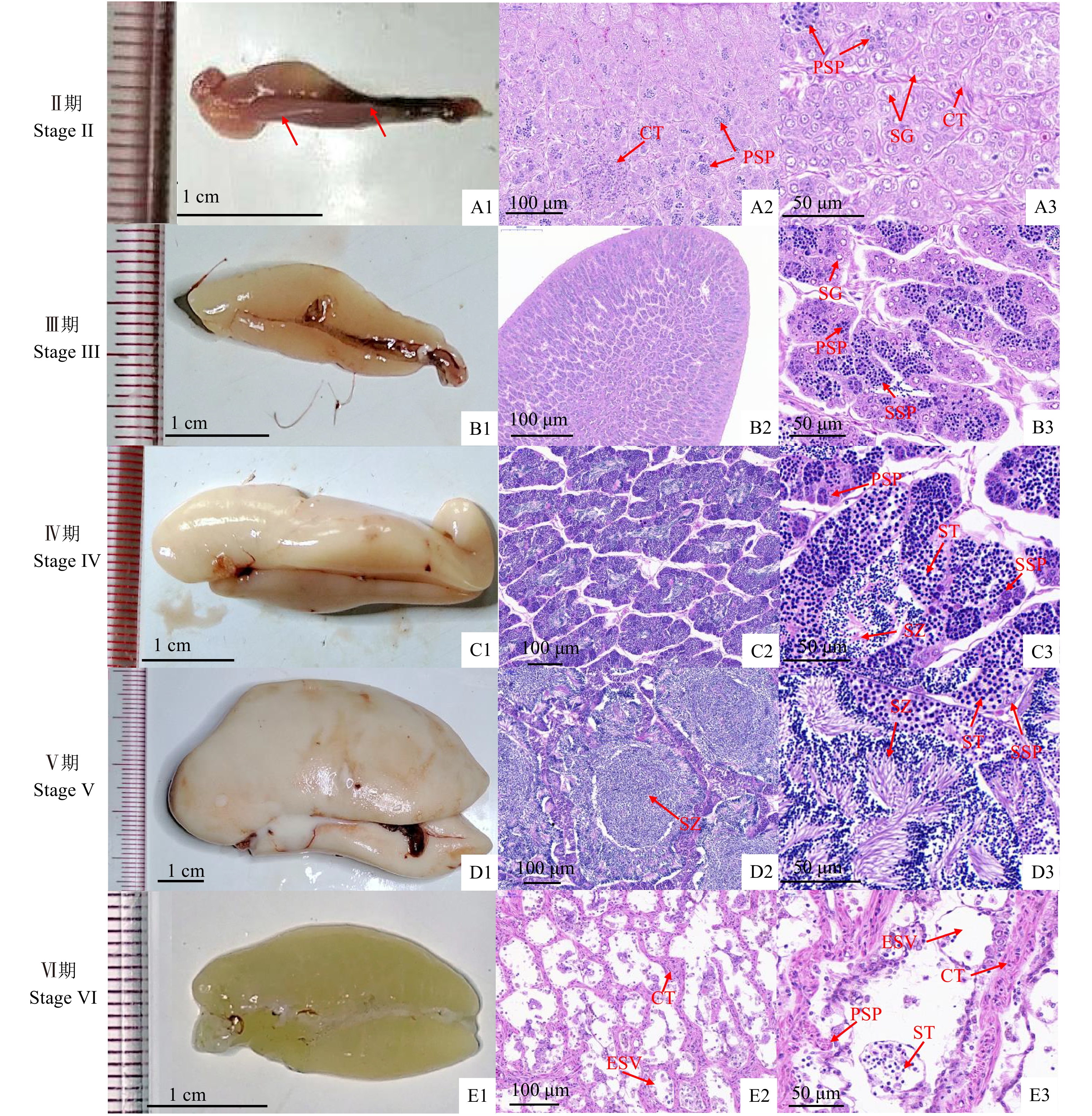 池养黄斑篮子鱼精巢发育和组织学特征