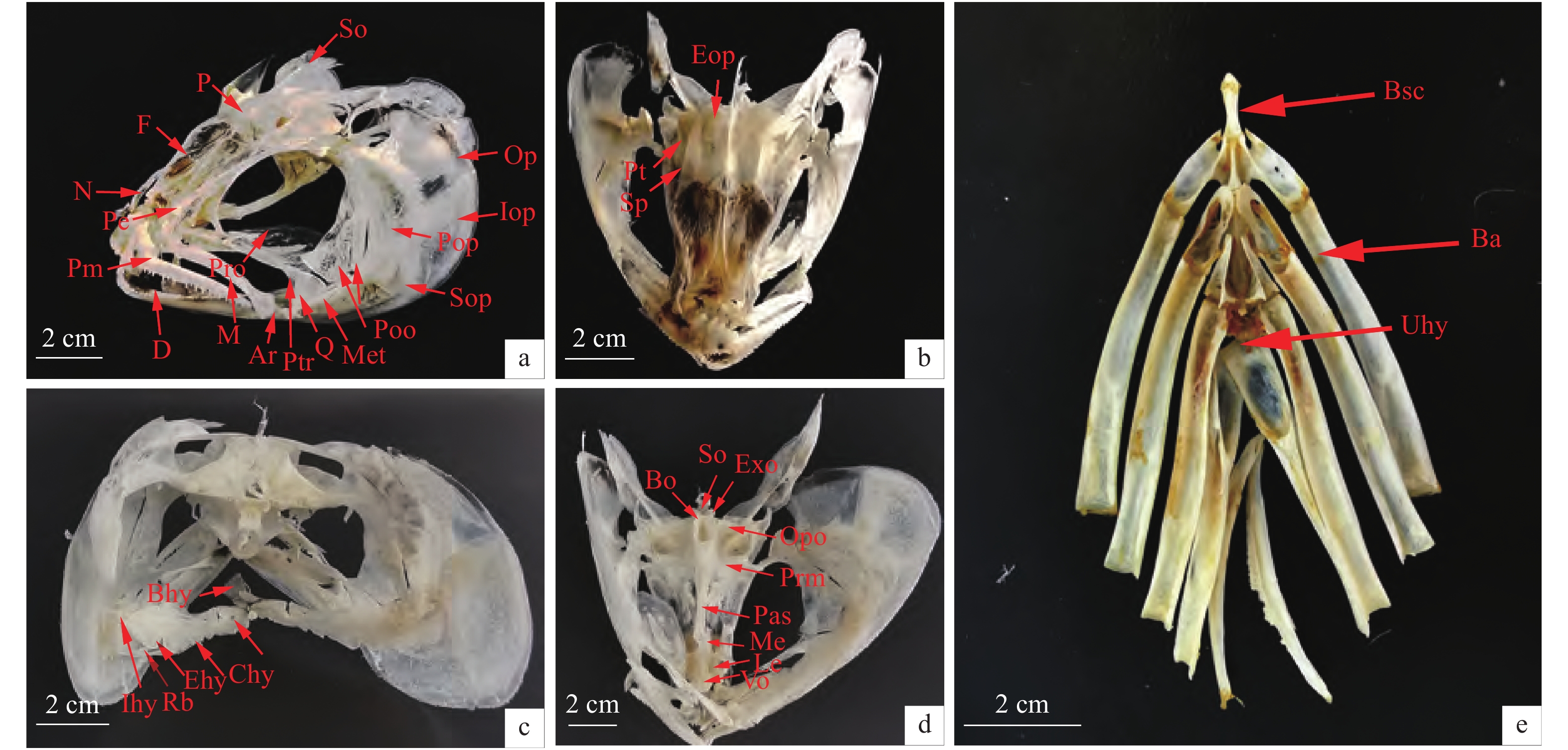 南方水产科学 2021 17(2): 36-43                       d. 齿骨;m.