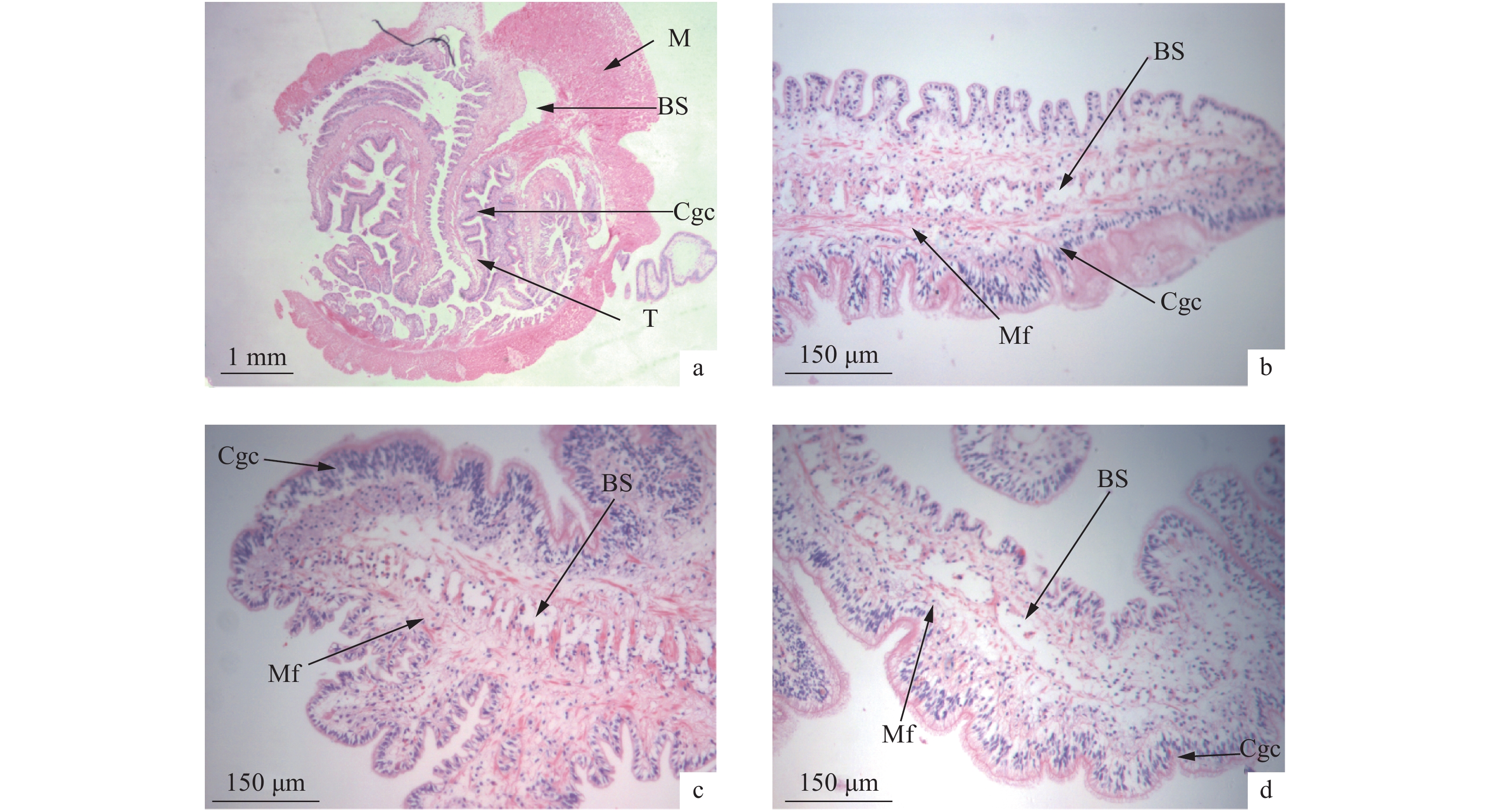 低盐胁迫对光裸方格星虫相关组织结构和非特异性免疫酶的影响[j].