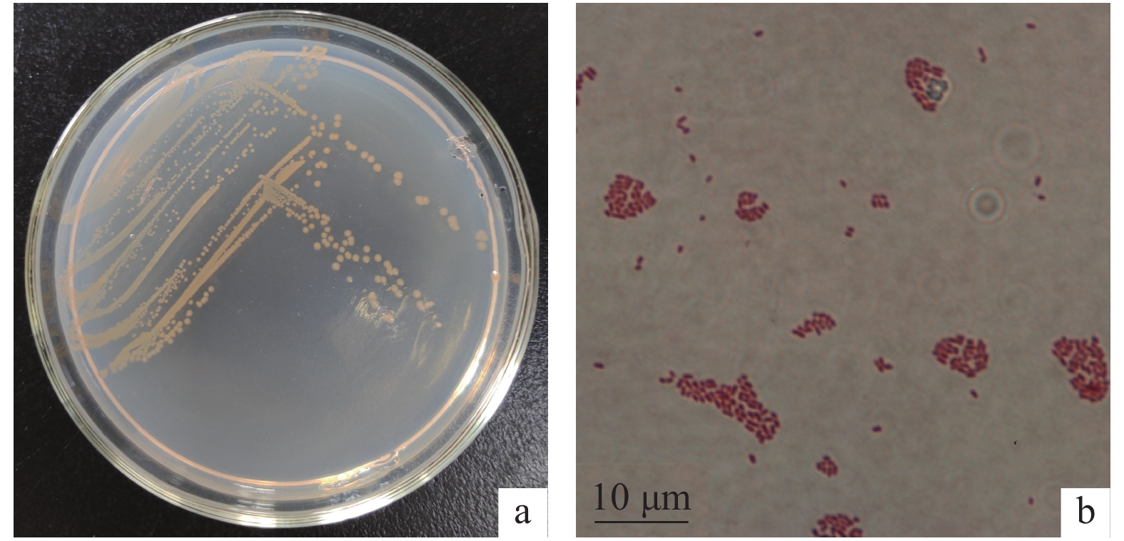 南方水产科学, 2021, 17(5): 26-33.