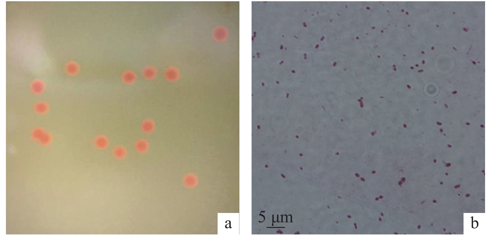 doi: 1光合细菌图片细菌形态观察