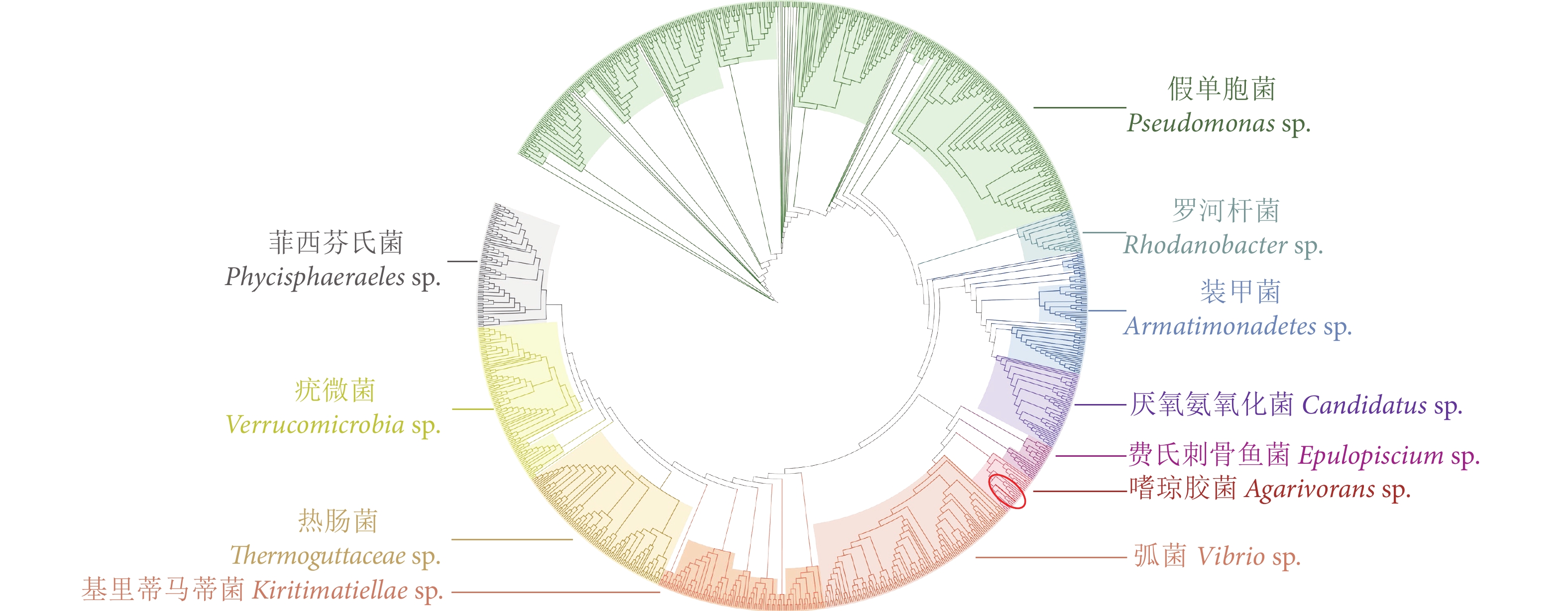 重组β-AGA酶的种子生长曲线(a) 和接种时间对重组β-AGA酶发酵的影响(b)