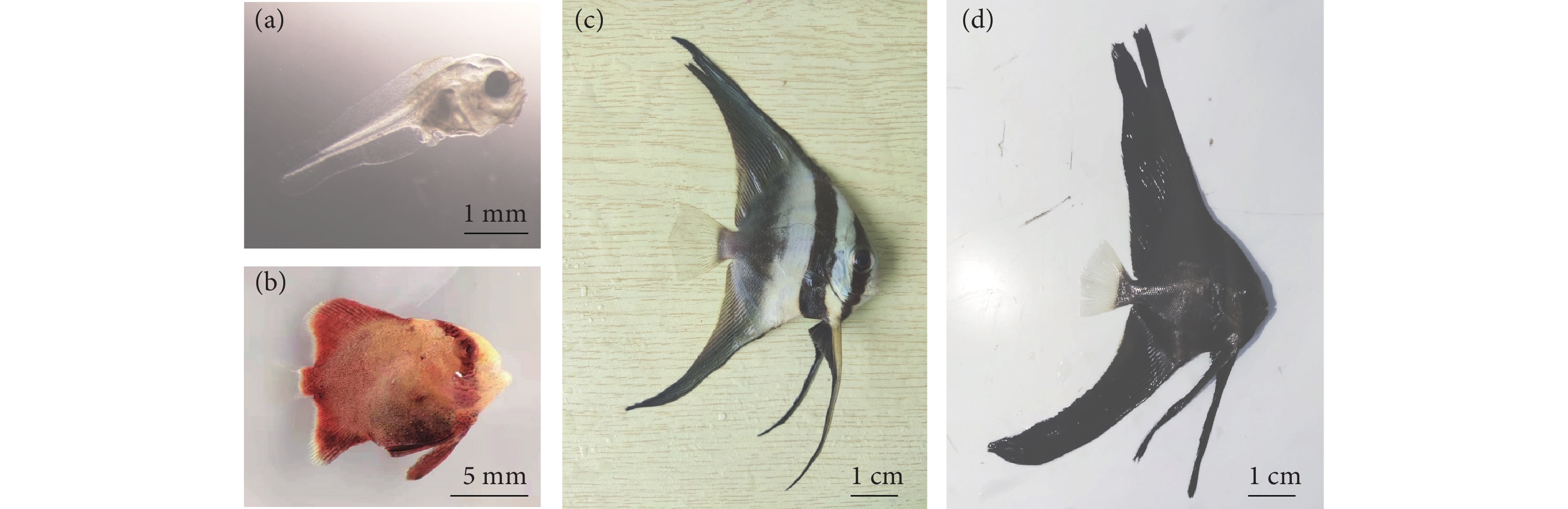 用户照片-Platax orbicularis-圆燕鱼-喵潜AI鱼类辨识 FISH ID - 你的在线鱼书
